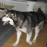 Alaskan malamute Bufas