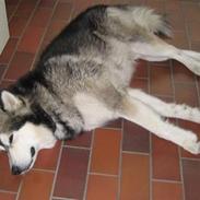 Alaskan malamute Bufas