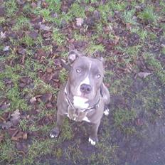 Amerikansk staffordshire terrier Banditten Nala..