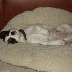 Cavalier king charles spaniel Luna