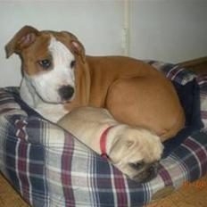 Amerikansk staffordshire terrier Nozmo