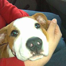 Amerikansk staffordshire terrier Nozmo