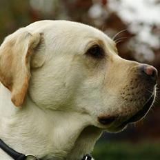Labrador retriever Tiko