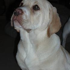 Labrador retriever Tiko