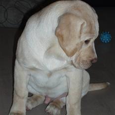 Labrador retriever Tiko