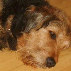 Blanding af racer Kashmir