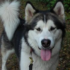 Alaskan malamute Moon song´s Tan Gaby DKCH