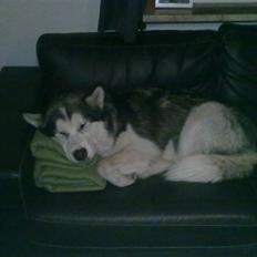 Alaskan malamute Moon song´s Tan Gaby DKCH