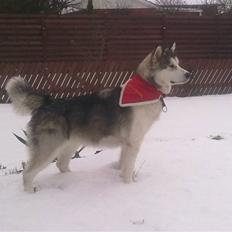Alaskan malamute Moon song´s Tan Gaby DKCH
