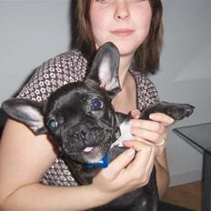 Fransk bulldog Charco