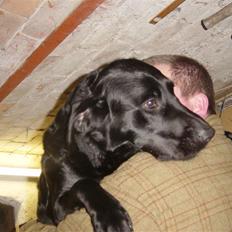 Labrador retriever Theis