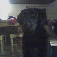 Labrador retriever Theis