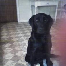 Labrador retriever Theis