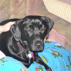 Labrador retriever Lucky