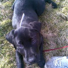 Labrador retriever Lucky