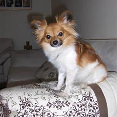 Papillon Taija
