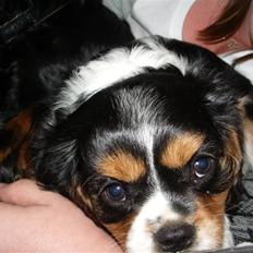 Cavalier king charles spaniel Cody