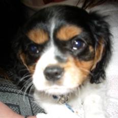 Cavalier king charles spaniel Cody