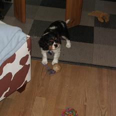 Cavalier king charles spaniel Cody