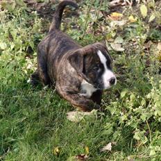 Amerikansk bulldog Rollo*R.I.P  skat*