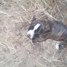 Amerikansk bulldog Rollo*R.I.P  skat*
