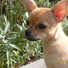 Chihuahua Kimie