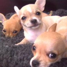 Chihuahua Kimie