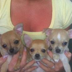 Chihuahua Kimie