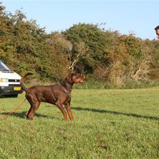 Dobermann Eos RIP.