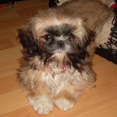 Shih tzu Buffy