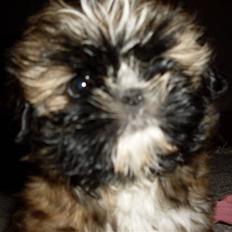 Shih tzu Buffy