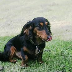 Dværggravhund Munthe