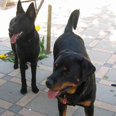 Blanding af racer Captain Morgan (død 2008)