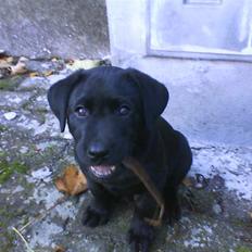 Labrador retriever Kaiser