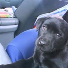 Labrador retriever Kaiser