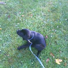 Labrador retriever Kaiser