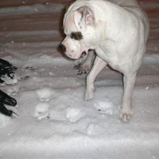 Amerikansk bulldog Hemi