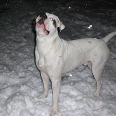 Amerikansk bulldog Hemi