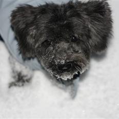 Bichon havanais Pretty Bears' Femme Soffi