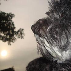 Bichon havanais Pretty Bears' Femme Soffi