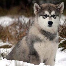 Alaskan malamute Emmelou
