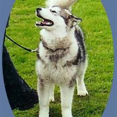 Alaskan malamute Emmelou