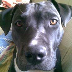 Amerikansk staffordshire terrier lamborghini