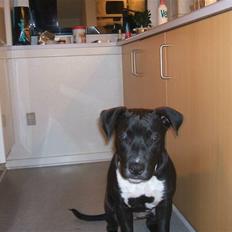 Amerikansk staffordshire terrier lamborghini