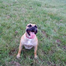 Blanding af racer Trille.