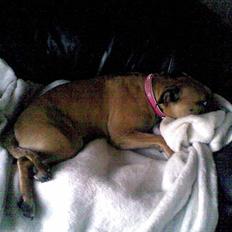 Blanding af racer Trille.