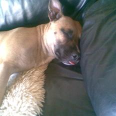 Blanding af racer Trille.