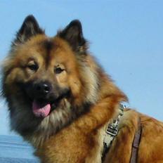 Eurasier kennel Eurojou