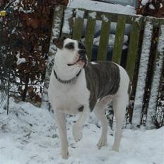 Amerikansk bulldog Izzy Aka. Koldbøtten ;)