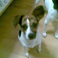 Blanding af racer Diva Har desværre ikke diva mere.